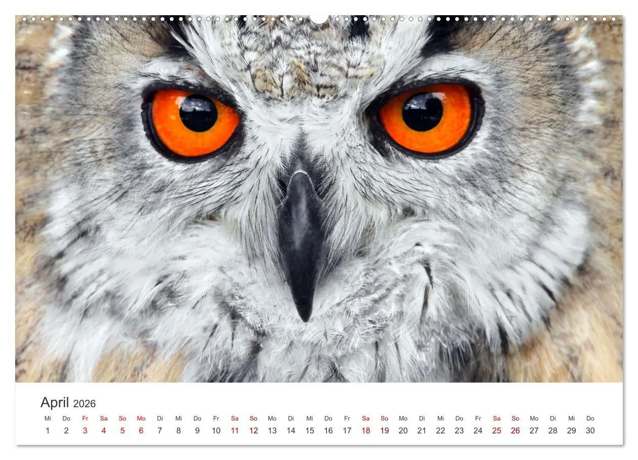 Bild: 9783457800775 | GREIFVOGEL- UND EULENPORTRÄTS (Wandkalender 2026 DIN A2 quer),...