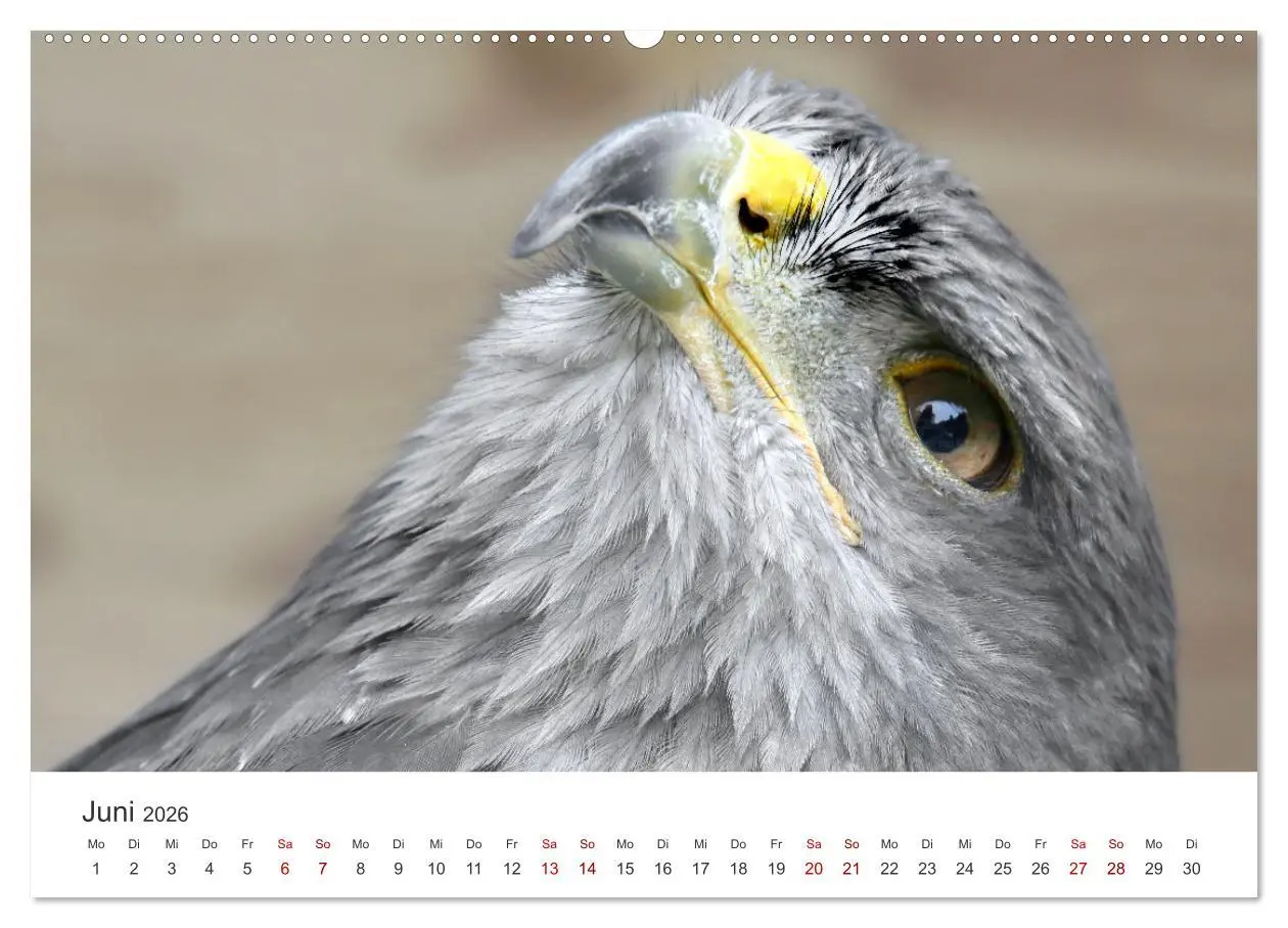Bild: 9783457800775 | GREIFVOGEL- UND EULENPORTRÄTS (Wandkalender 2026 DIN A2 quer),...