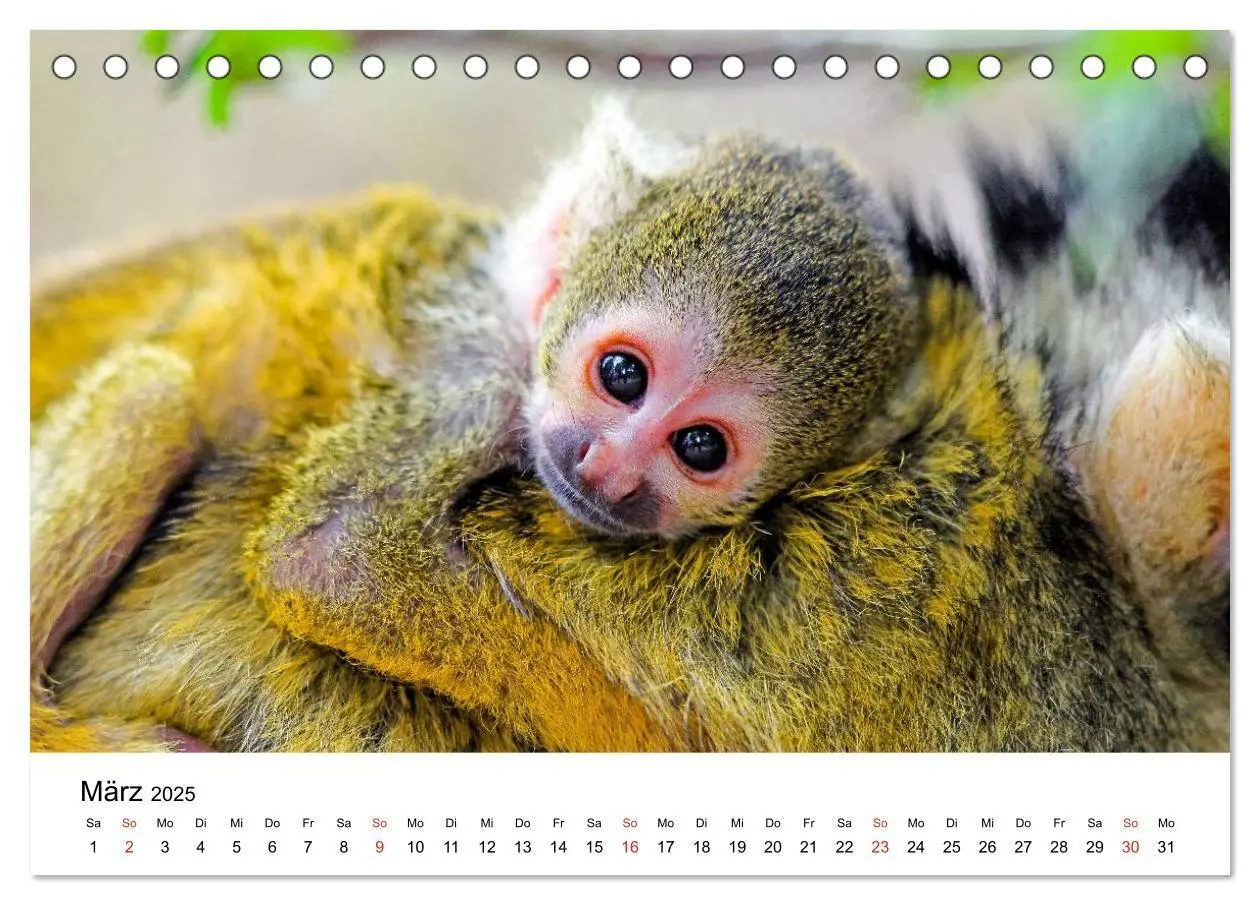 Bild: 9783435480975 | Totenkopfaffen (Tischkalender 2025 DIN A5 quer), CALVENDO...