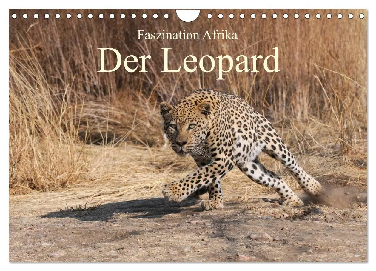 Cover: 9783516161175 | Faszination Afrika: Der Leopard (Wandkalender 2026 DIN A4 quer),...