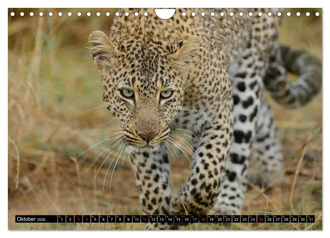 Bild: 9783516161175 | Faszination Afrika: Der Leopard (Wandkalender 2026 DIN A4 quer),...