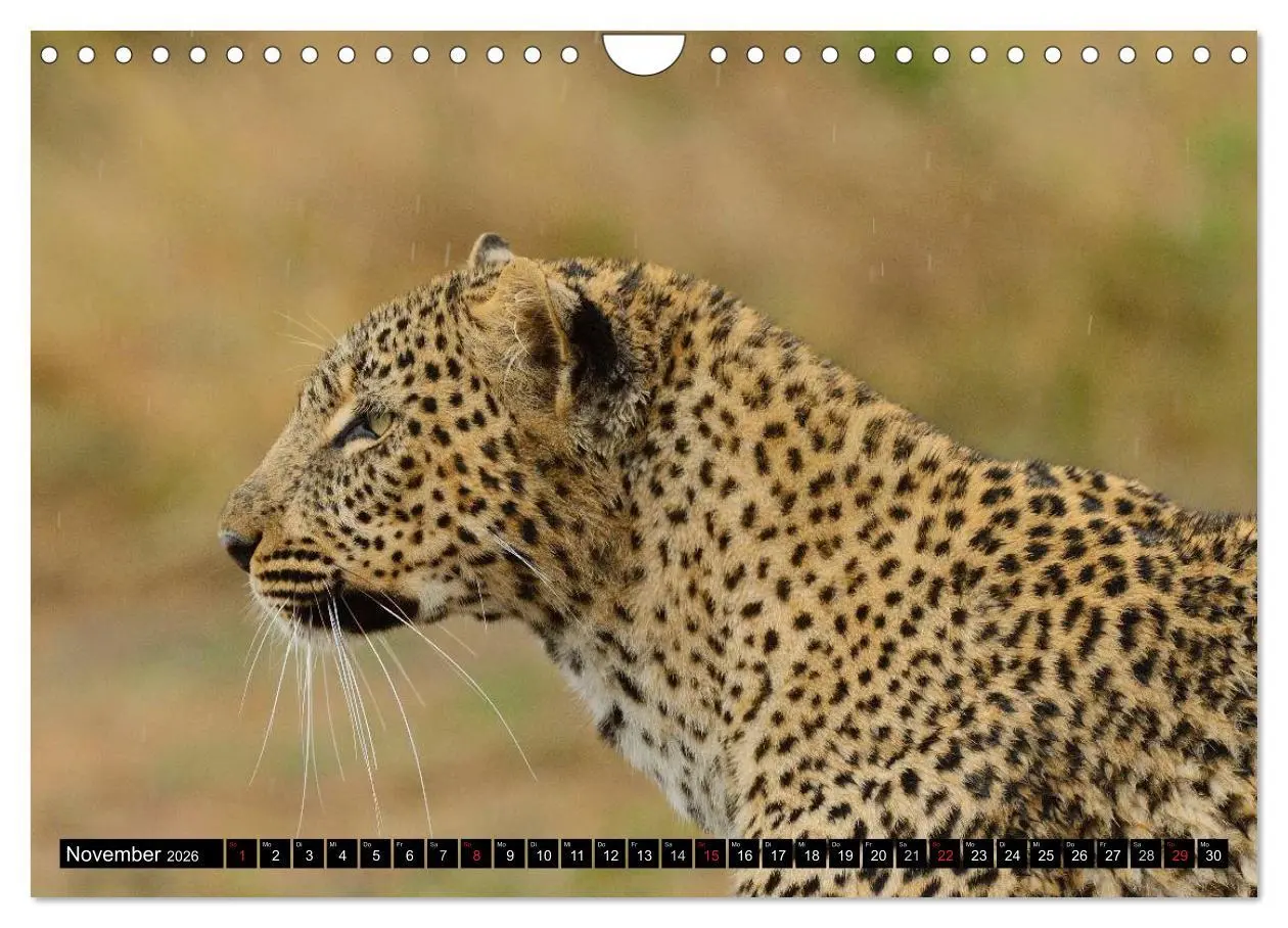 Bild: 9783516161175 | Faszination Afrika: Der Leopard (Wandkalender 2026 DIN A4 quer),...
