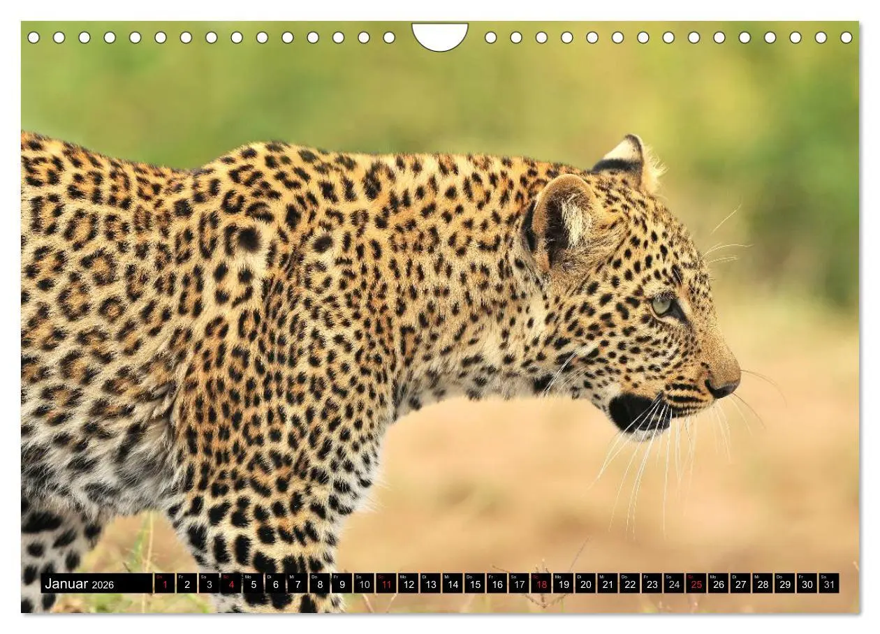 Bild: 9783516161175 | Faszination Afrika: Der Leopard (Wandkalender 2026 DIN A4 quer),...