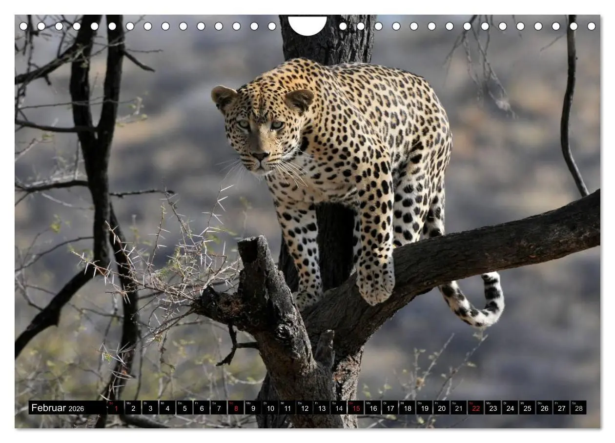 Bild: 9783516161175 | Faszination Afrika: Der Leopard (Wandkalender 2026 DIN A4 quer),...