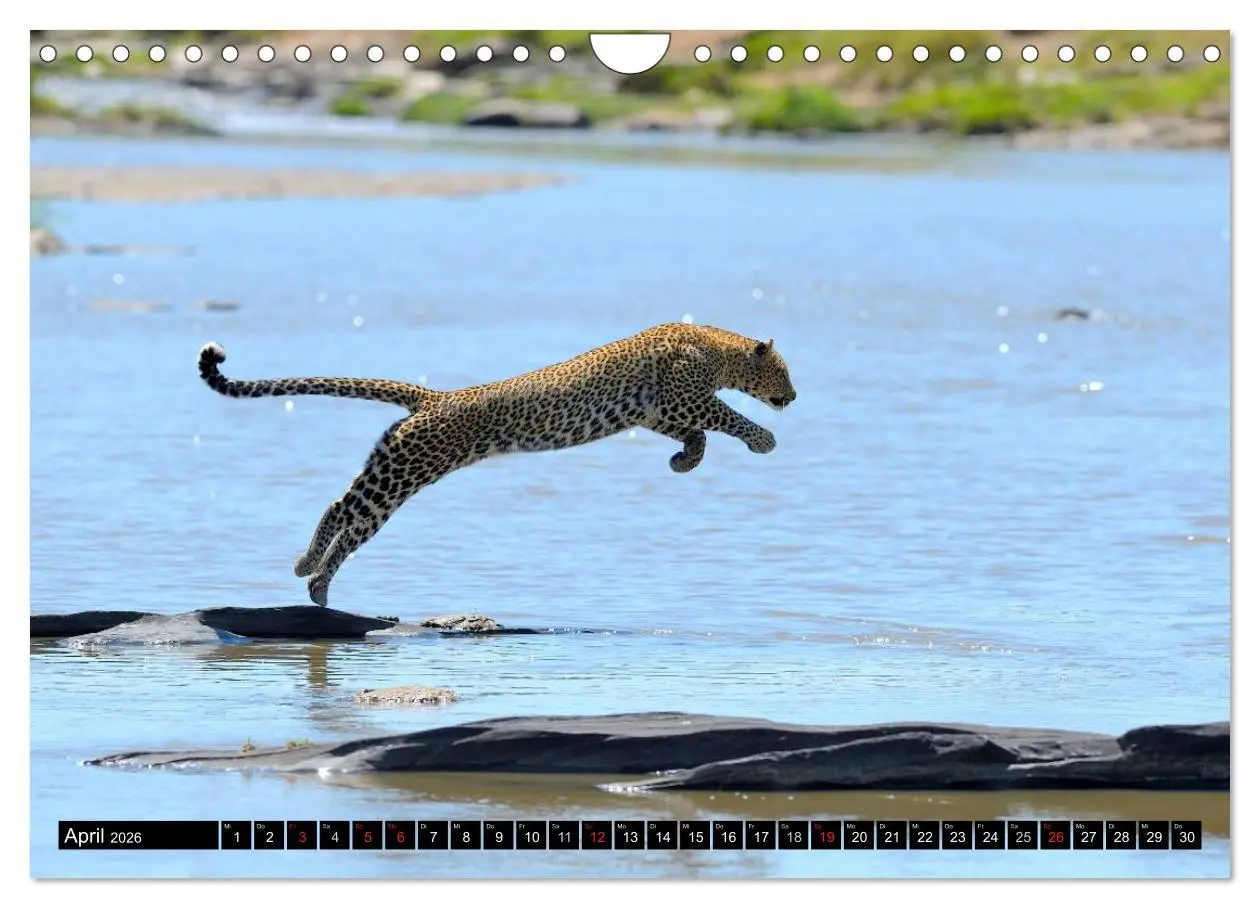 Bild: 9783516161175 | Faszination Afrika: Der Leopard (Wandkalender 2026 DIN A4 quer),...