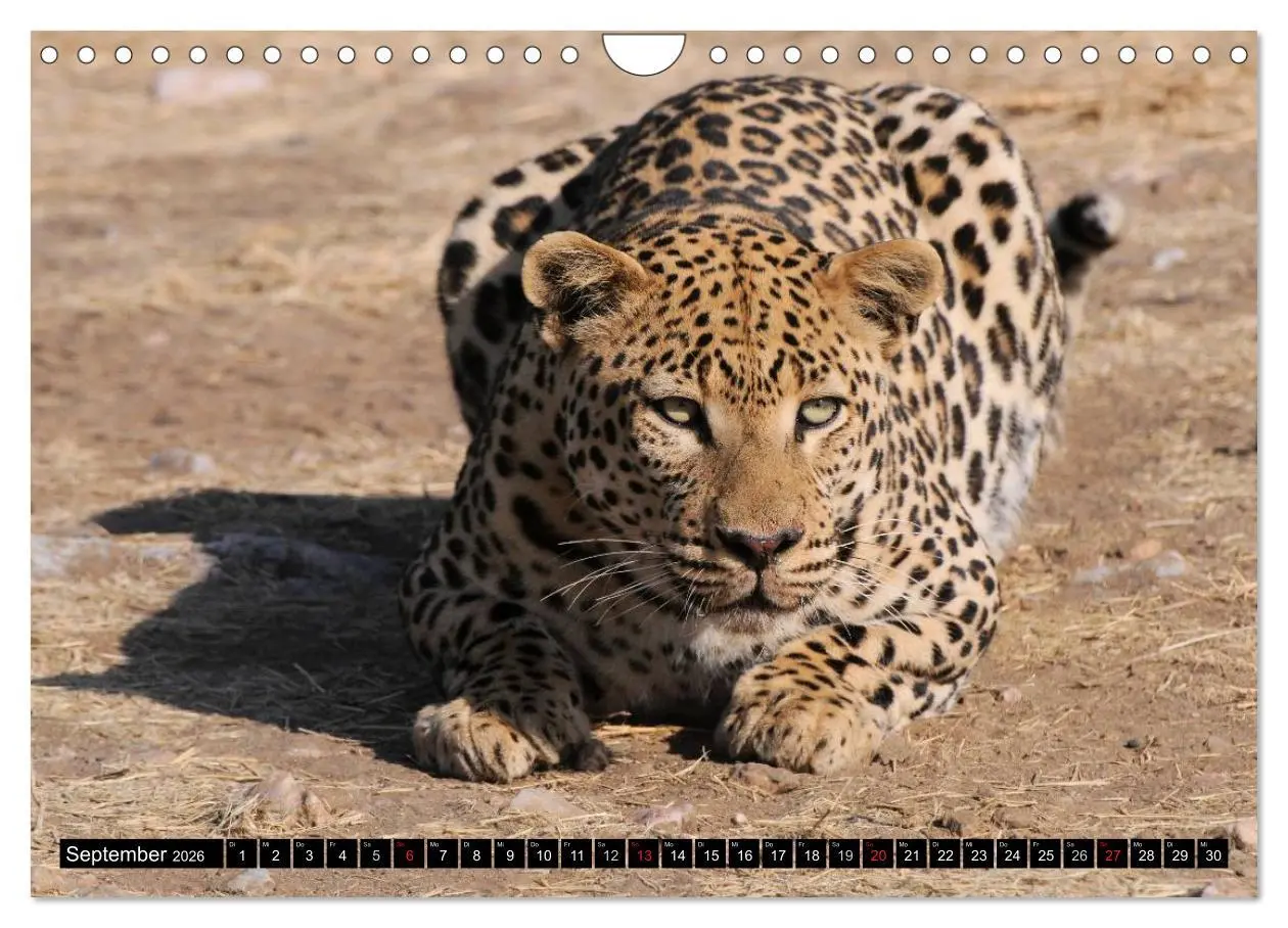 Bild: 9783516161175 | Faszination Afrika: Der Leopard (Wandkalender 2026 DIN A4 quer),...