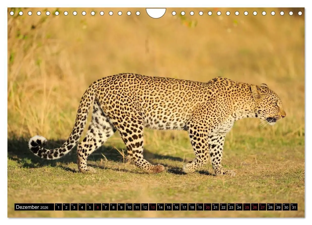 Bild: 9783516161175 | Faszination Afrika: Der Leopard (Wandkalender 2026 DIN A4 quer),...