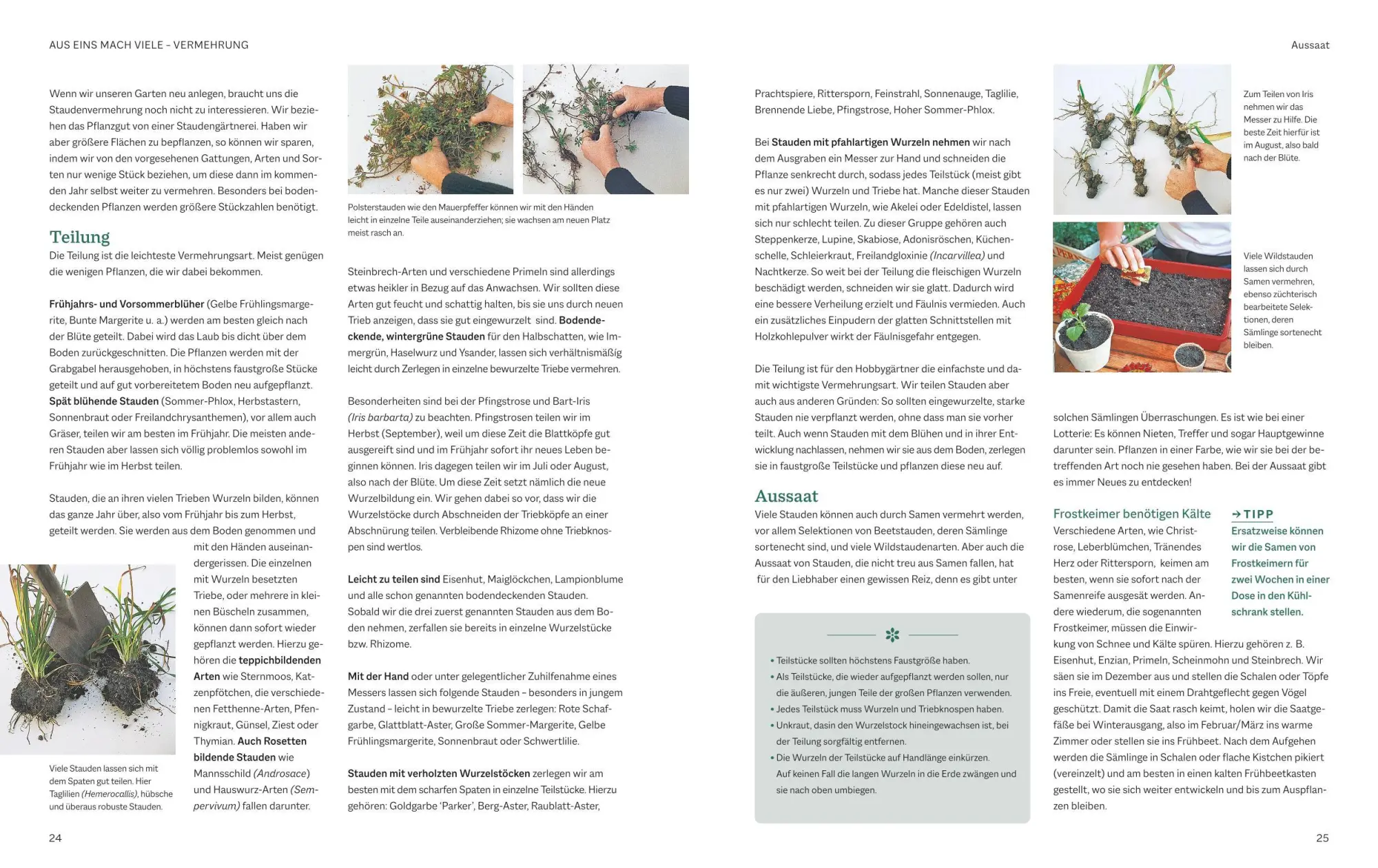 Bild: 9783967471175 | Das BLV Handbuch Stauden | Arten und Sorten Pflanzen und Pflegen | BLV