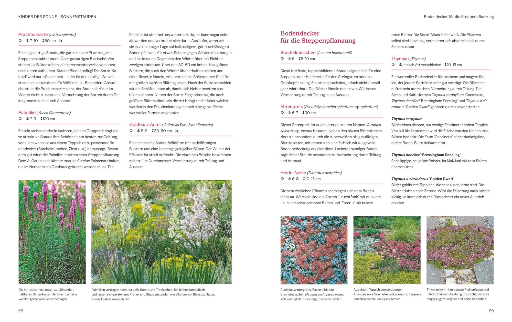 Bild: 9783967471175 | Das BLV Handbuch Stauden | Arten und Sorten Pflanzen und Pflegen | BLV