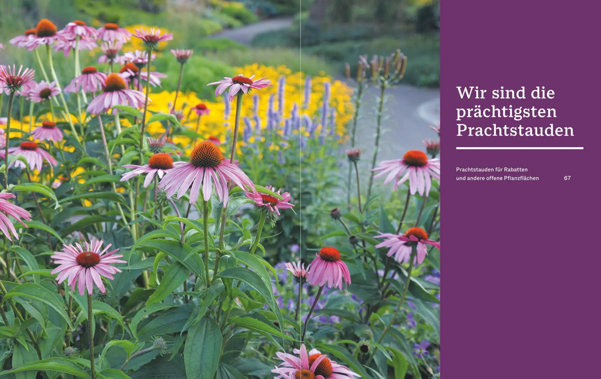 Bild: 9783967471175 | Das BLV Handbuch Stauden | Arten und Sorten Pflanzen und Pflegen | BLV
