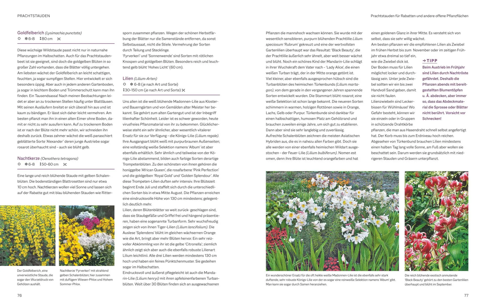 Bild: 9783967471175 | Das BLV Handbuch Stauden | Arten und Sorten Pflanzen und Pflegen | BLV