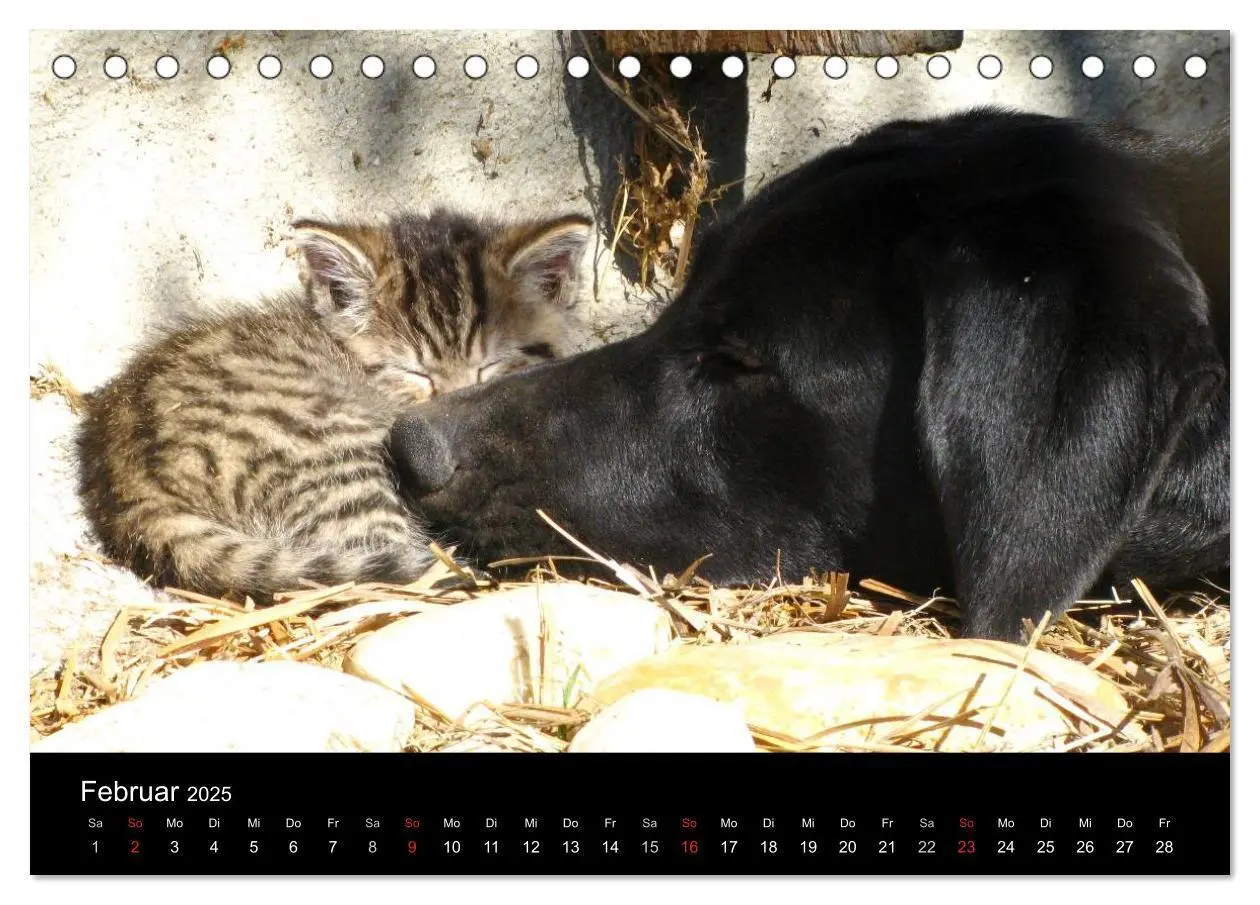 Bild: 9783435661275 | Der schwarze Hund und seine Freunde (Tischkalender 2025 DIN A5...