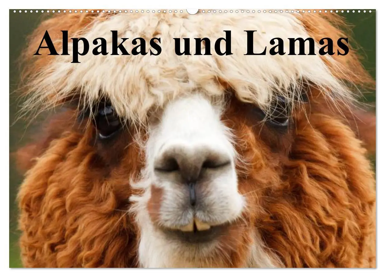 Cover: 9783516221275 | Alpakas und Lamas (Wandkalender 2026 DIN A2 quer), CALVENDO...