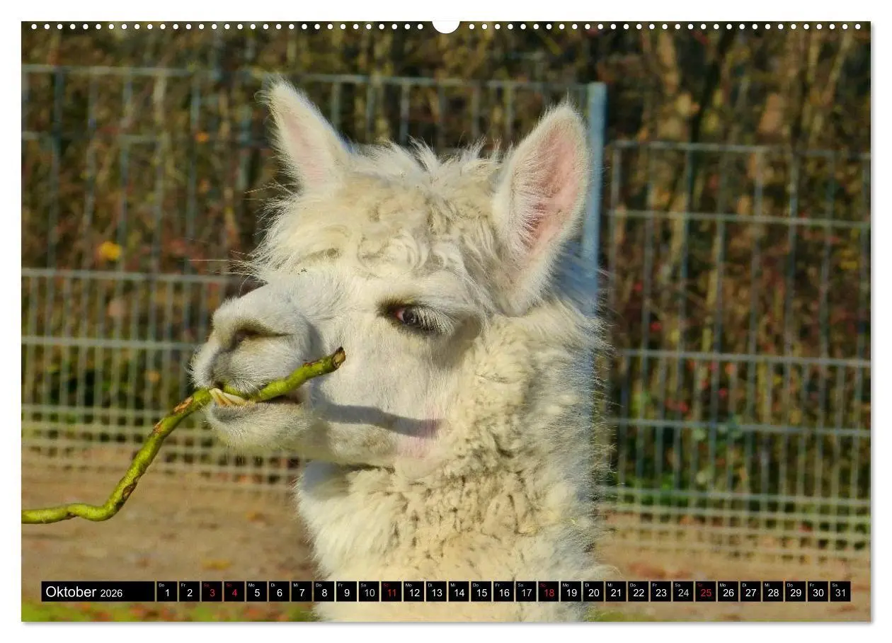 Bild: 9783516221275 | Alpakas und Lamas (Wandkalender 2026 DIN A2 quer), CALVENDO...