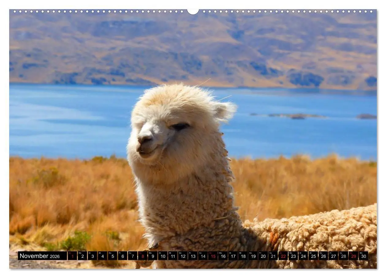 Bild: 9783516221275 | Alpakas und Lamas (Wandkalender 2026 DIN A2 quer), CALVENDO...