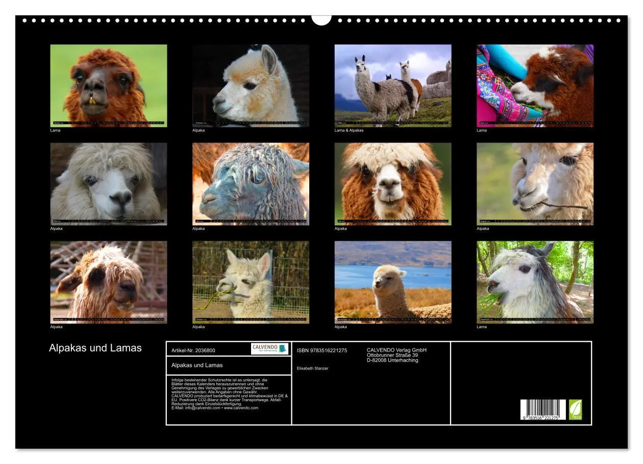 Bild: 9783516221275 | Alpakas und Lamas (Wandkalender 2026 DIN A2 quer), CALVENDO...