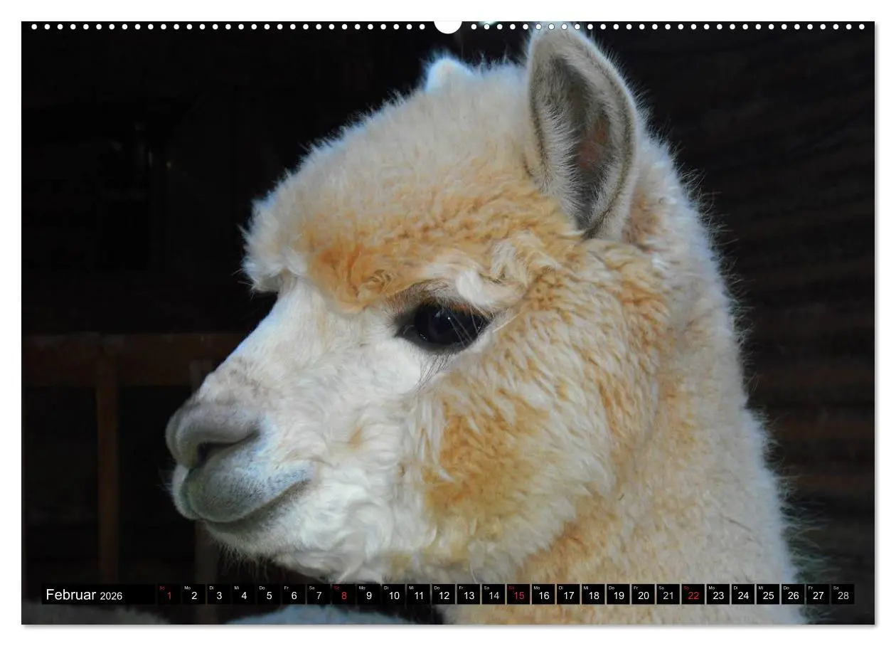 Bild: 9783516221275 | Alpakas und Lamas (Wandkalender 2026 DIN A2 quer), CALVENDO...