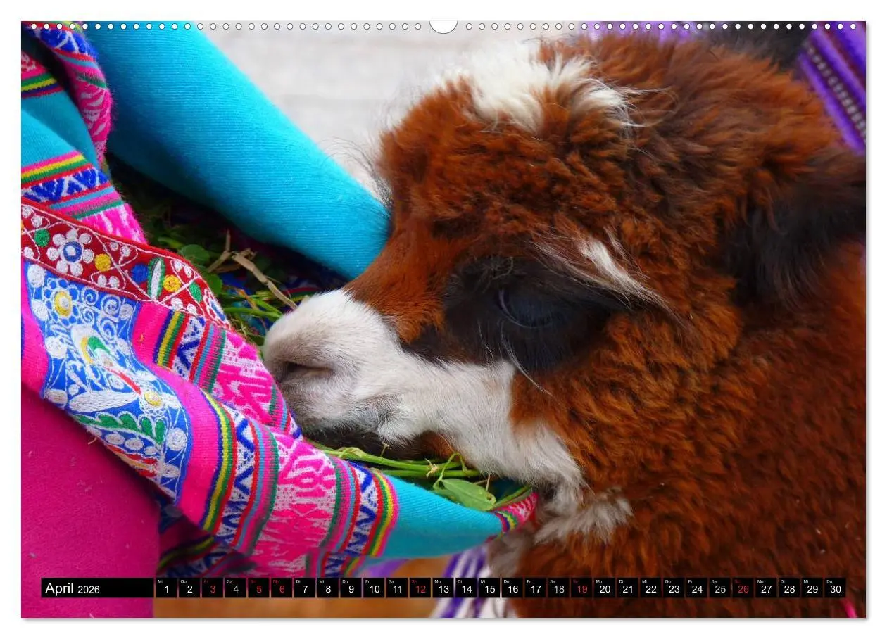 Bild: 9783516221275 | Alpakas und Lamas (Wandkalender 2026 DIN A2 quer), CALVENDO...