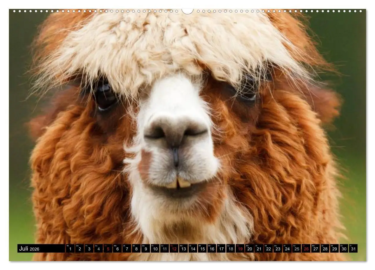 Bild: 9783516221275 | Alpakas und Lamas (Wandkalender 2026 DIN A2 quer), CALVENDO...