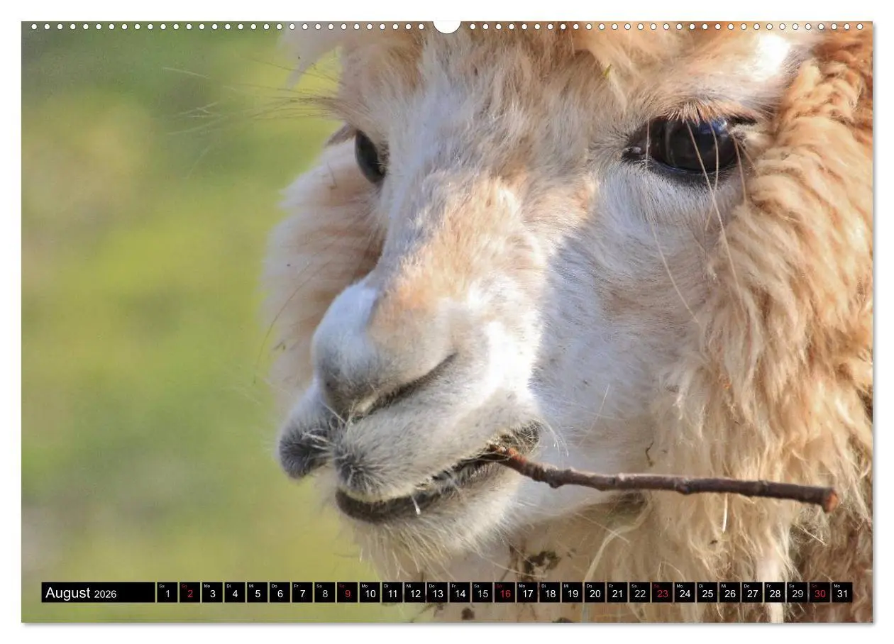 Bild: 9783516221275 | Alpakas und Lamas (Wandkalender 2026 DIN A2 quer), CALVENDO...