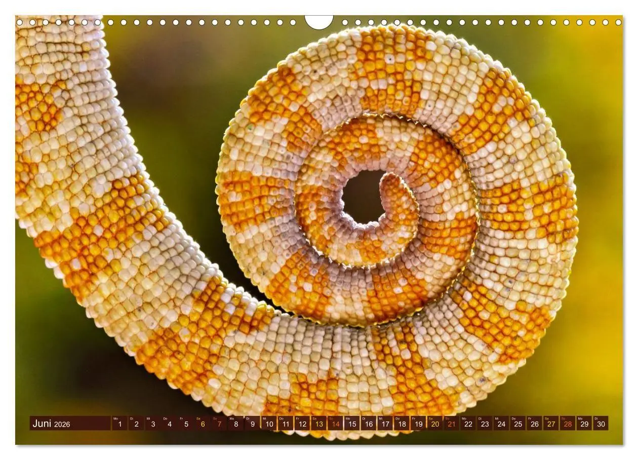 Bild: 9783516691375 | Chamäleon - exotisches Reptil (Wandkalender 2026 DIN A3 quer),...