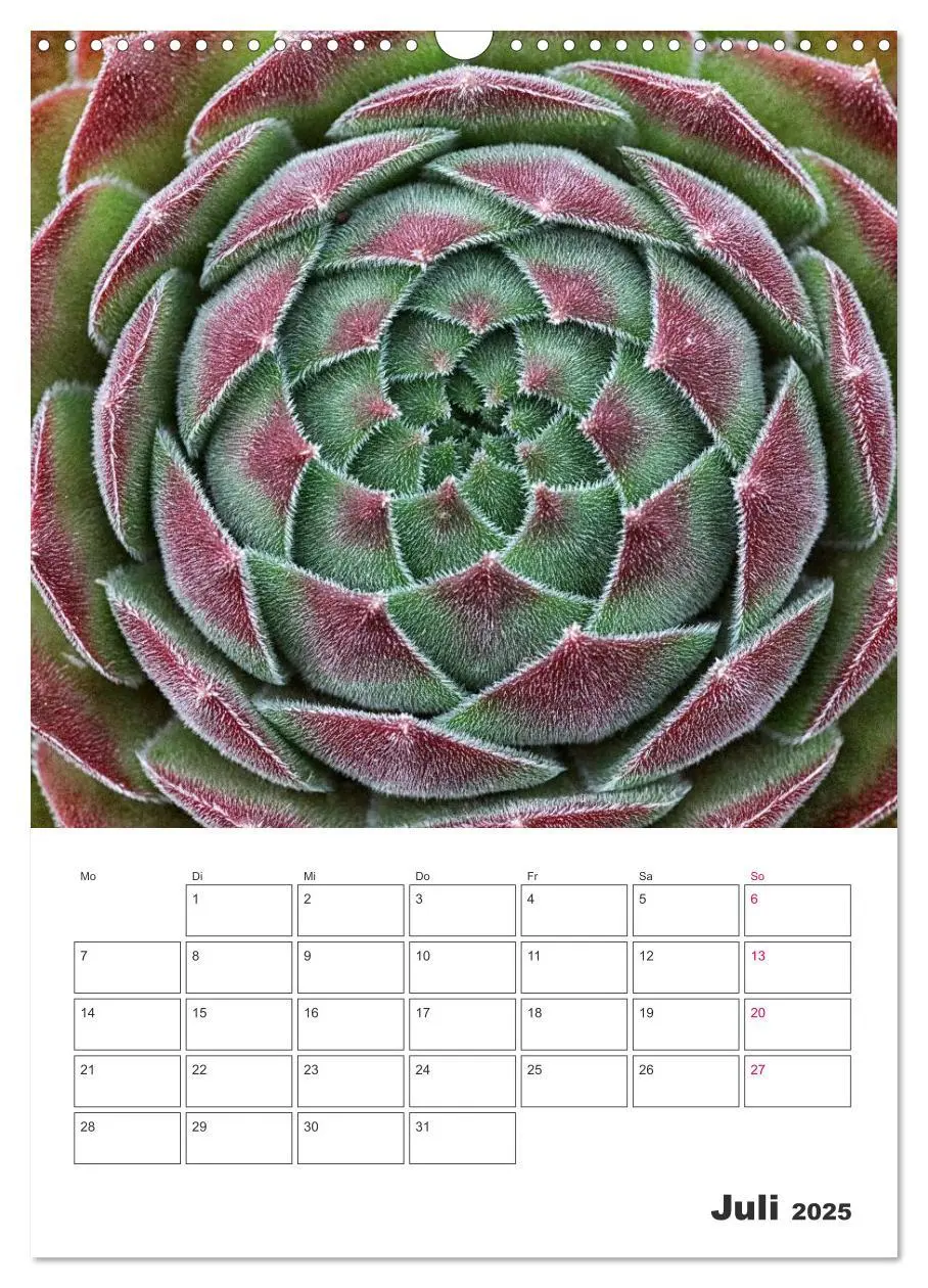 Bild: 9783457021675 | Ich liebe Sempervivum (Wandkalender 2025 DIN A3 hoch), CALVENDO...
