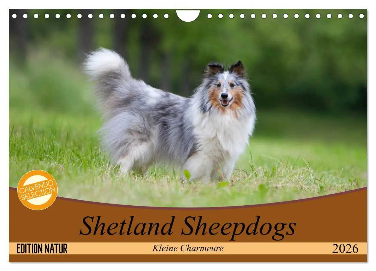 Cover: 9783457881675 | Shetland Sheepdogs - Kleine Charmeure (Wandkalender 2026 DIN A4...
