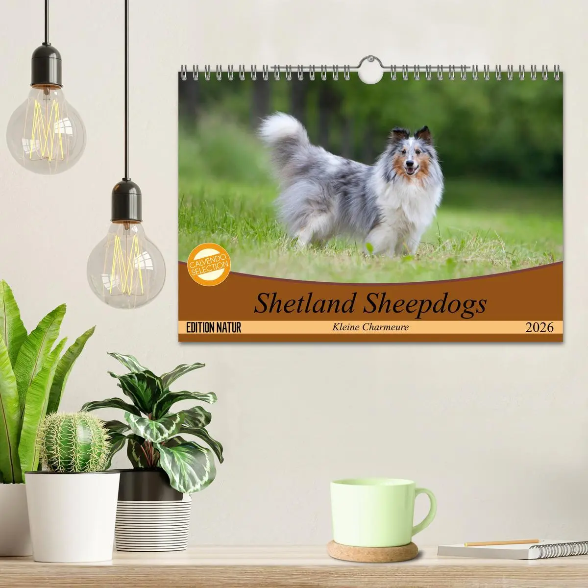 Bild: 9783457881675 | Shetland Sheepdogs - Kleine Charmeure (Wandkalender 2026 DIN A4...
