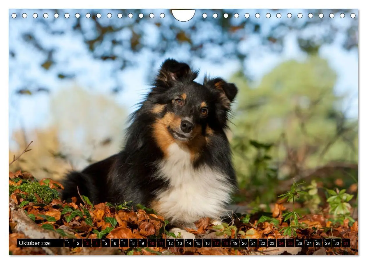 Bild: 9783457881675 | Shetland Sheepdogs - Kleine Charmeure (Wandkalender 2026 DIN A4...