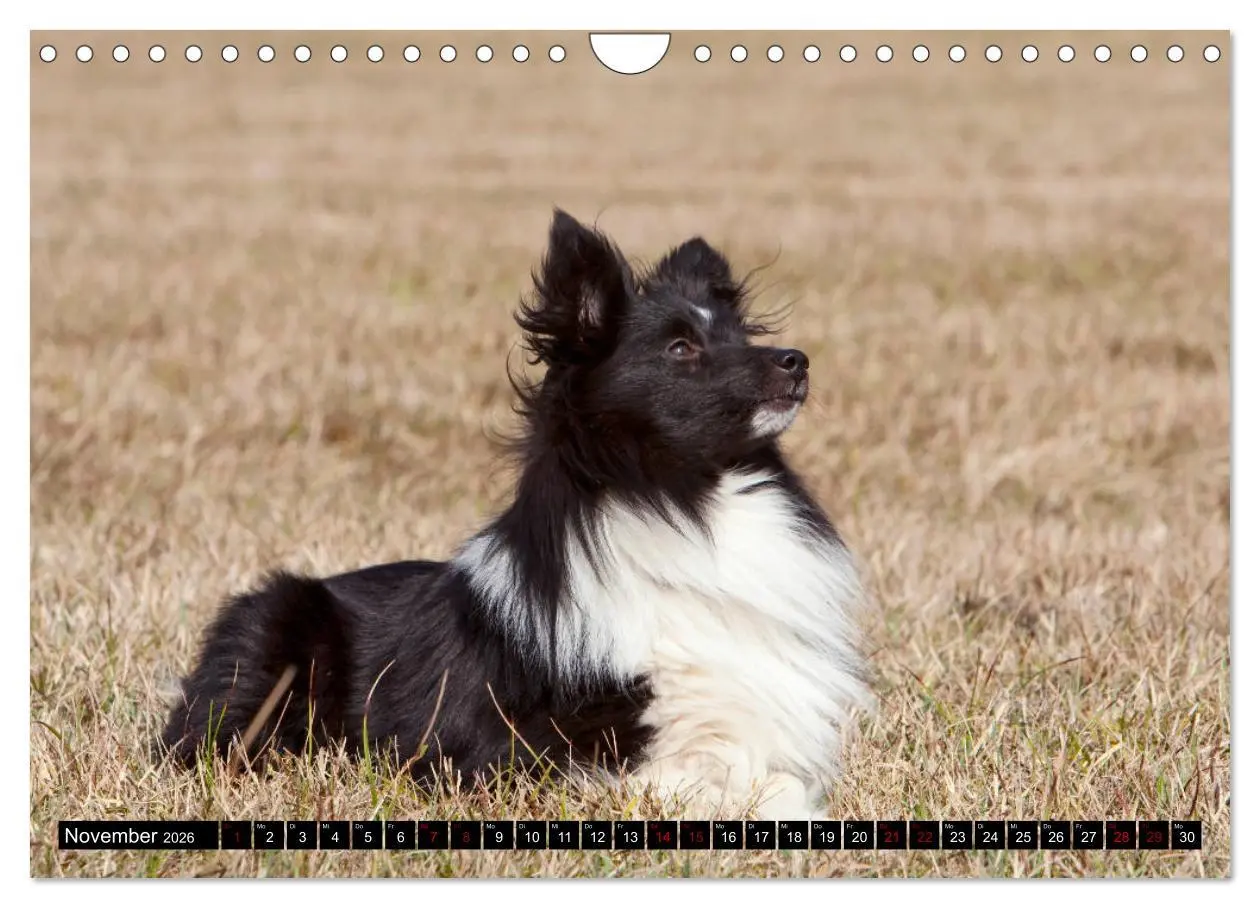 Bild: 9783457881675 | Shetland Sheepdogs - Kleine Charmeure (Wandkalender 2026 DIN A4...