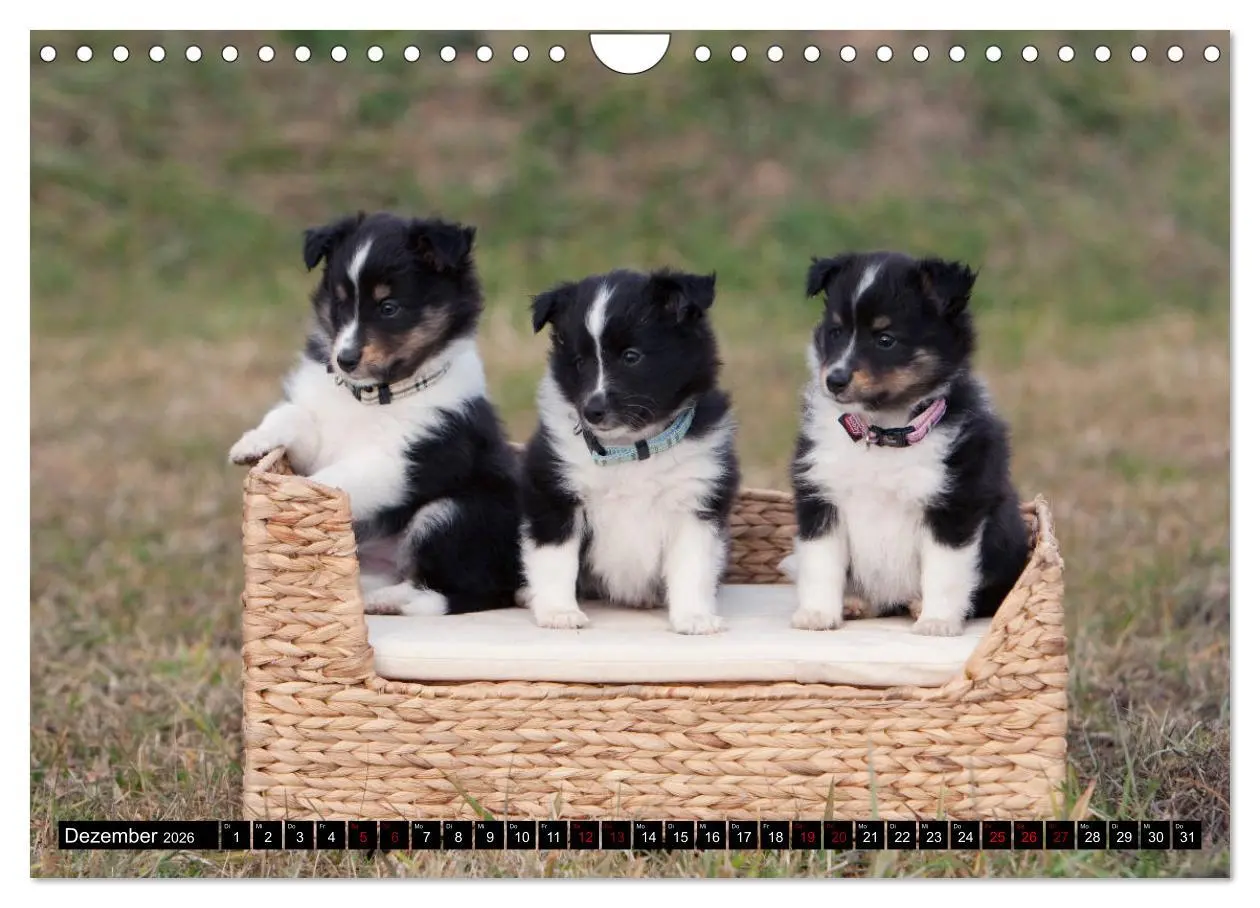 Bild: 9783457881675 | Shetland Sheepdogs - Kleine Charmeure (Wandkalender 2026 DIN A4...