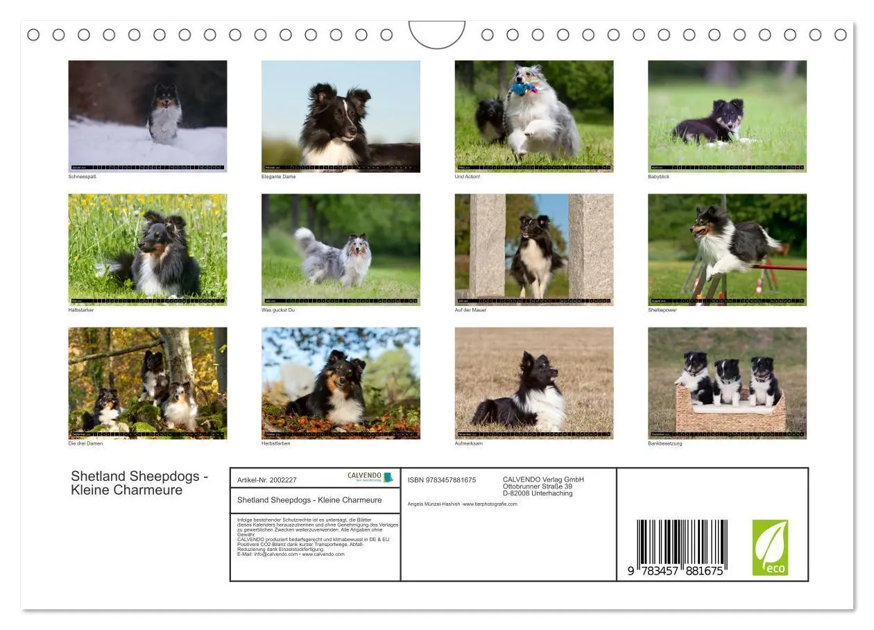 Bild: 9783457881675 | Shetland Sheepdogs - Kleine Charmeure (Wandkalender 2026 DIN A4...