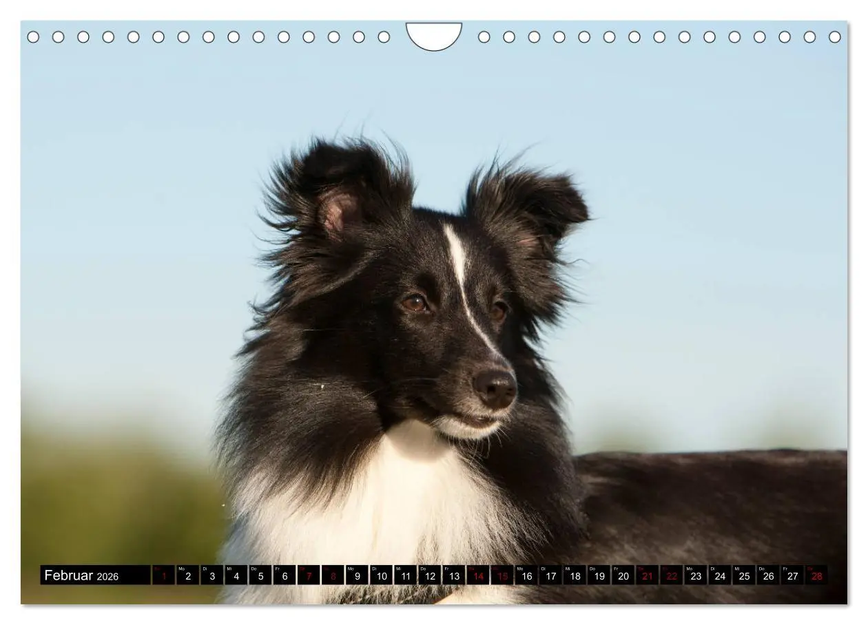 Bild: 9783457881675 | Shetland Sheepdogs - Kleine Charmeure (Wandkalender 2026 DIN A4...