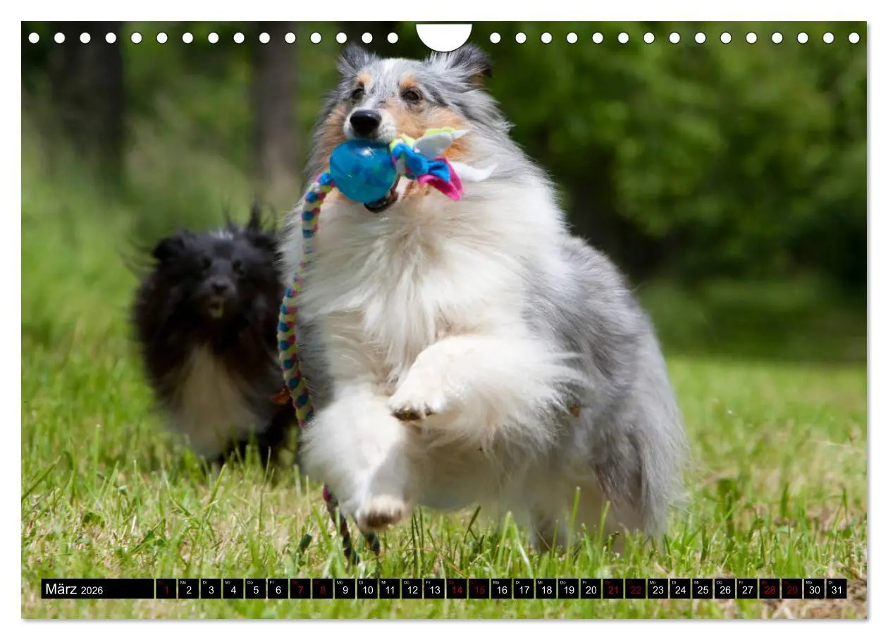 Bild: 9783457881675 | Shetland Sheepdogs - Kleine Charmeure (Wandkalender 2026 DIN A4...