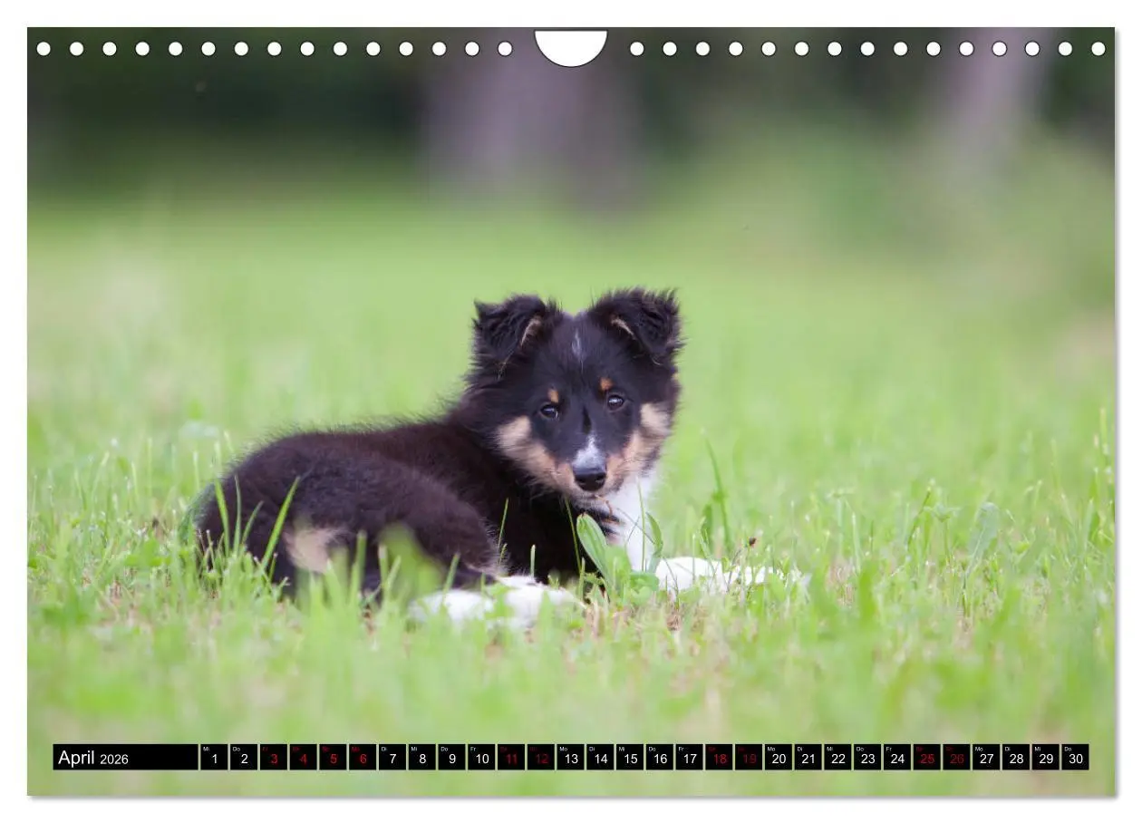 Bild: 9783457881675 | Shetland Sheepdogs - Kleine Charmeure (Wandkalender 2026 DIN A4...