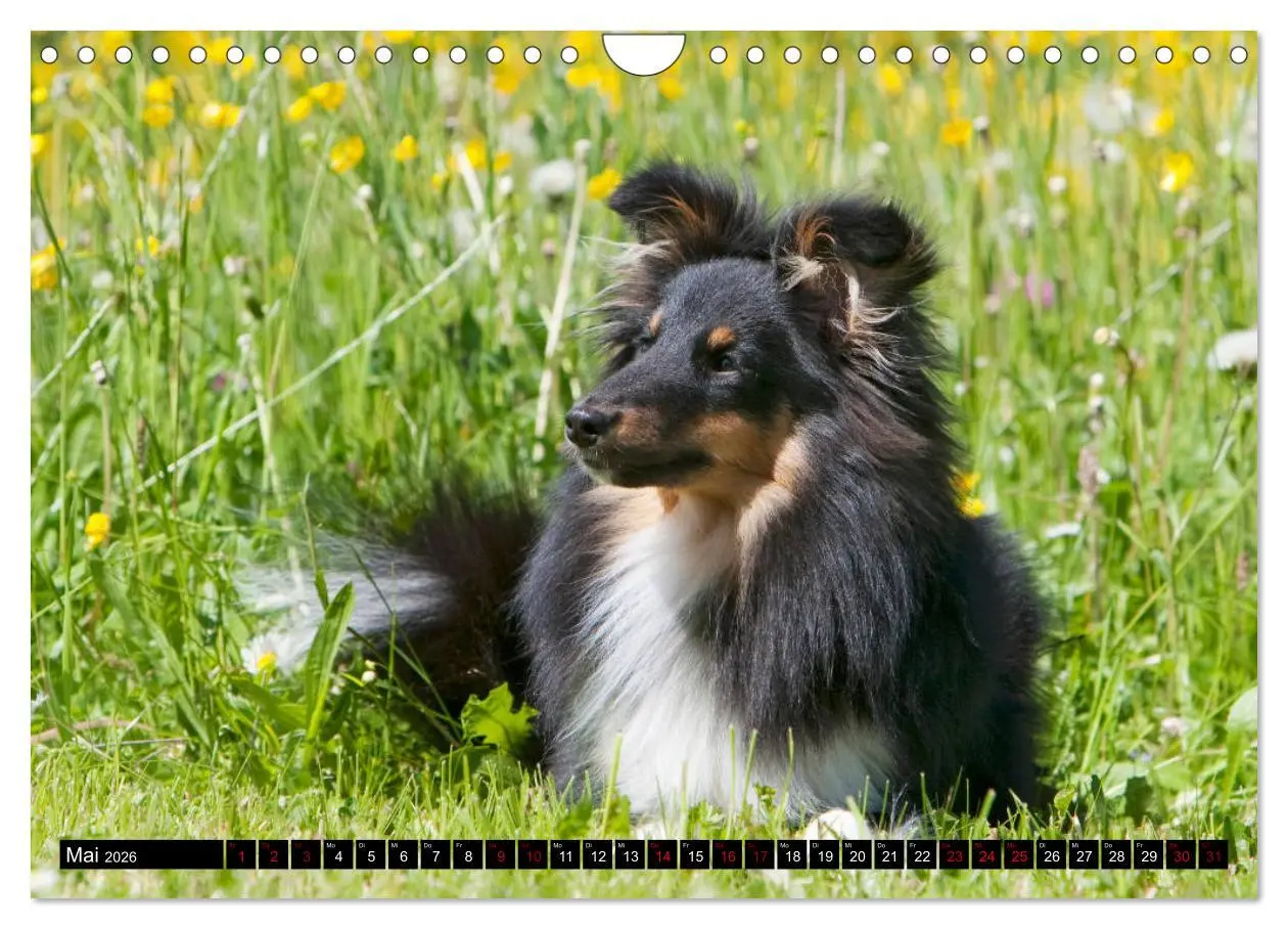 Bild: 9783457881675 | Shetland Sheepdogs - Kleine Charmeure (Wandkalender 2026 DIN A4...