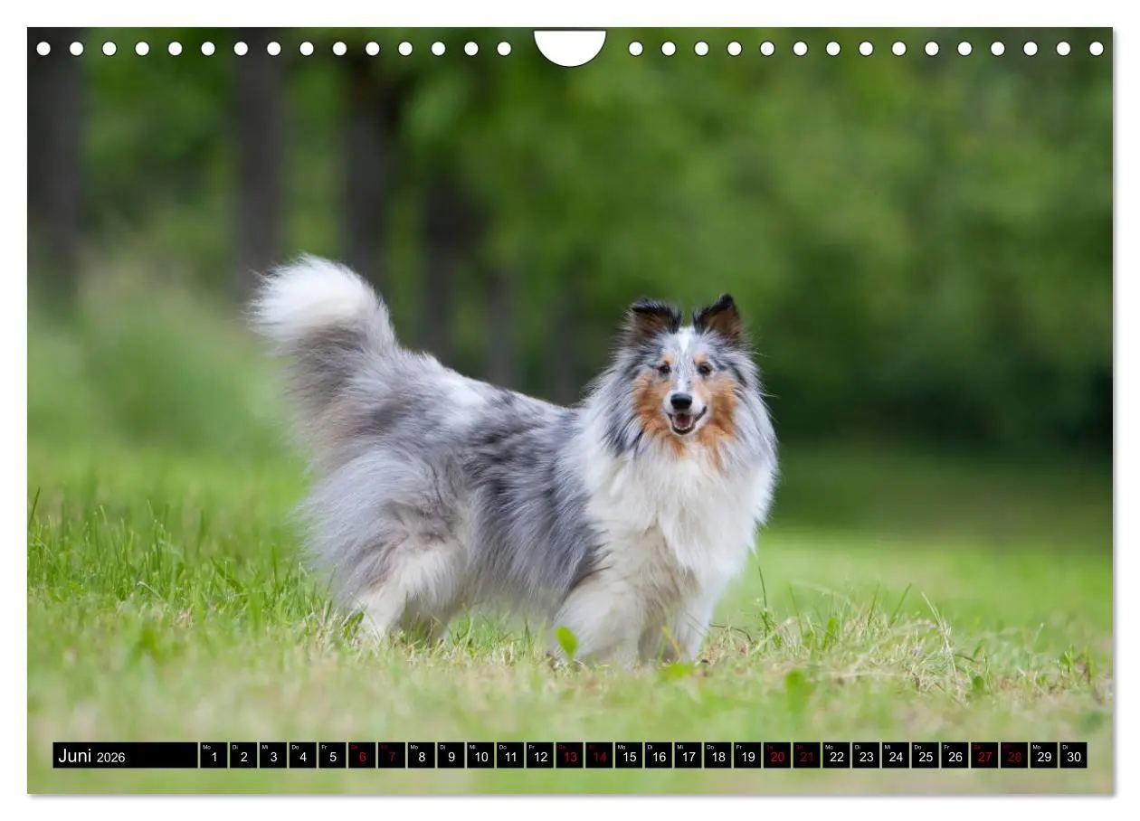 Bild: 9783457881675 | Shetland Sheepdogs - Kleine Charmeure (Wandkalender 2026 DIN A4...