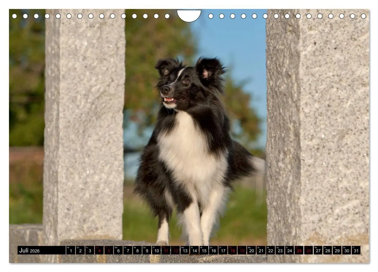Bild: 9783457881675 | Shetland Sheepdogs - Kleine Charmeure (Wandkalender 2026 DIN A4...
