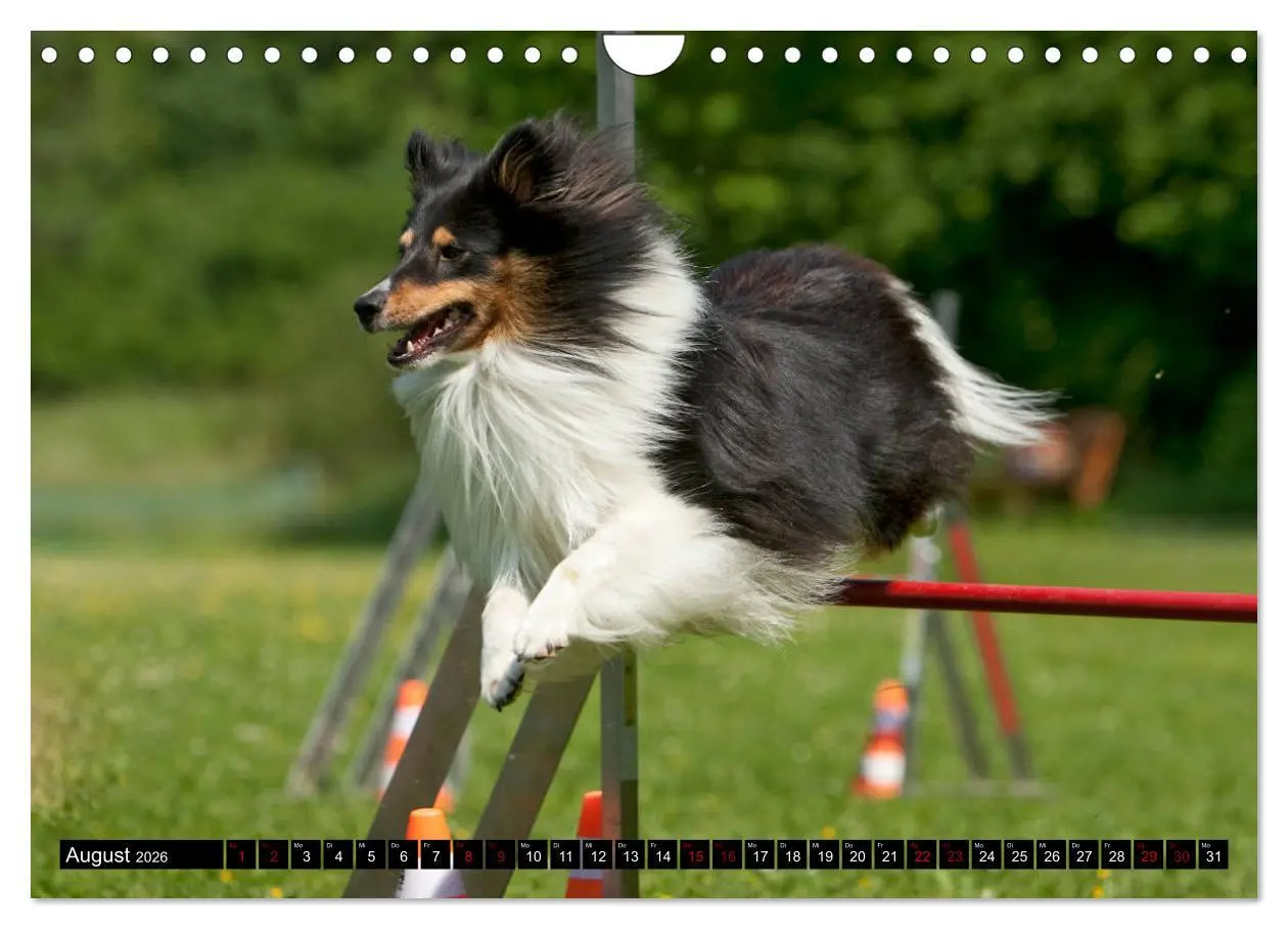 Bild: 9783457881675 | Shetland Sheepdogs - Kleine Charmeure (Wandkalender 2026 DIN A4...