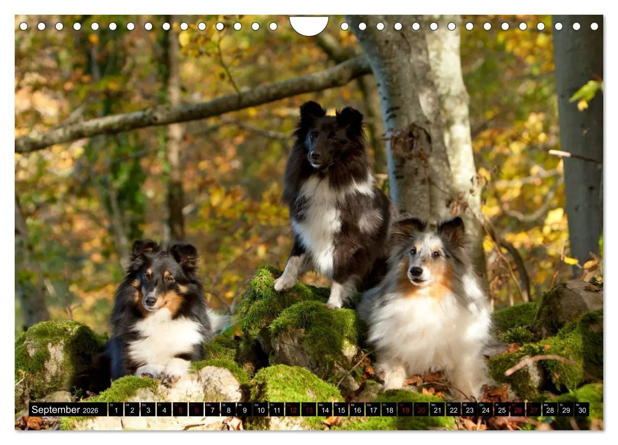 Bild: 9783457881675 | Shetland Sheepdogs - Kleine Charmeure (Wandkalender 2026 DIN A4...