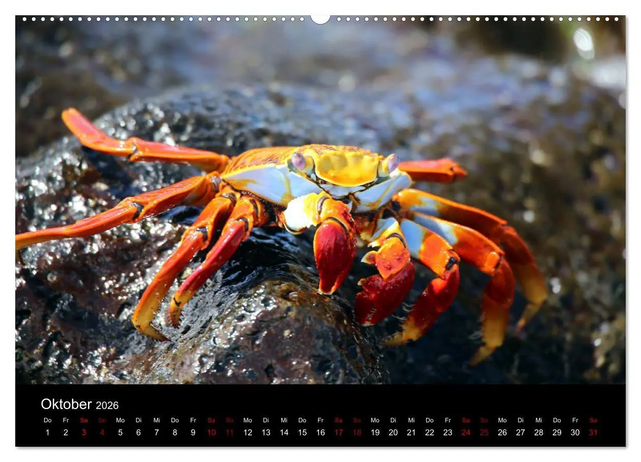 Bild: 9783457701775 | Ama la Vida Ecuador (hochwertiger Premium Wandkalender 2026 DIN A2...