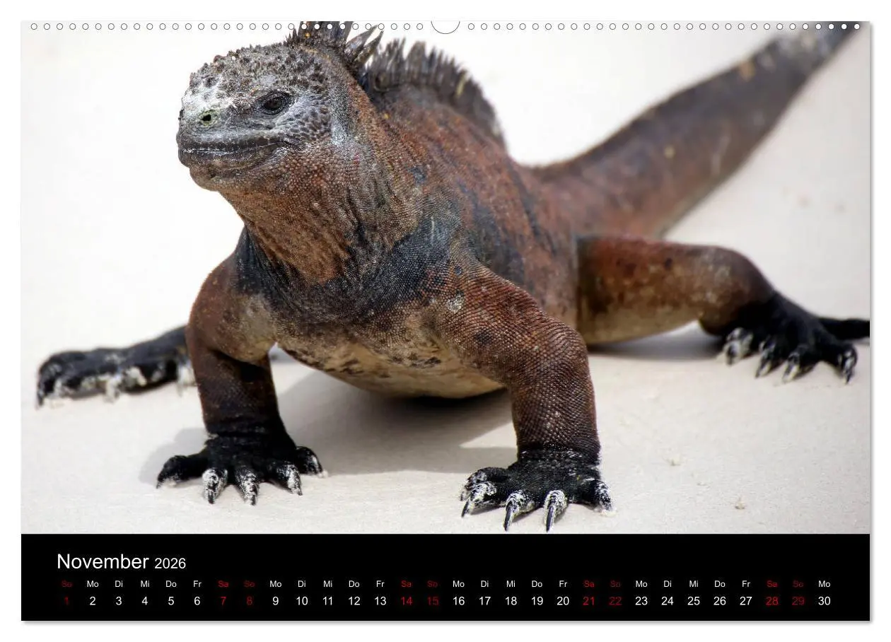 Bild: 9783457701775 | Ama la Vida Ecuador (hochwertiger Premium Wandkalender 2026 DIN A2...