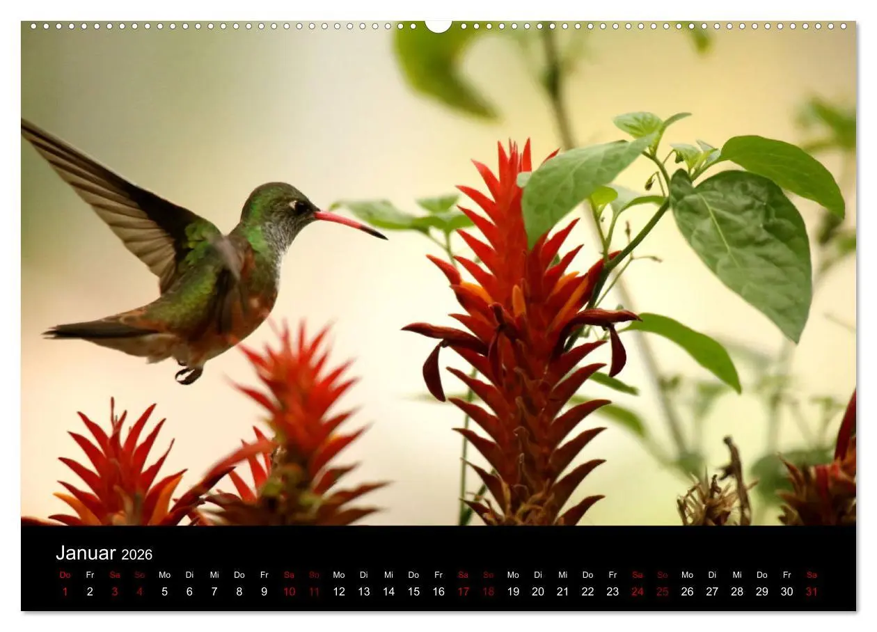 Bild: 9783457701775 | Ama la Vida Ecuador (hochwertiger Premium Wandkalender 2026 DIN A2...