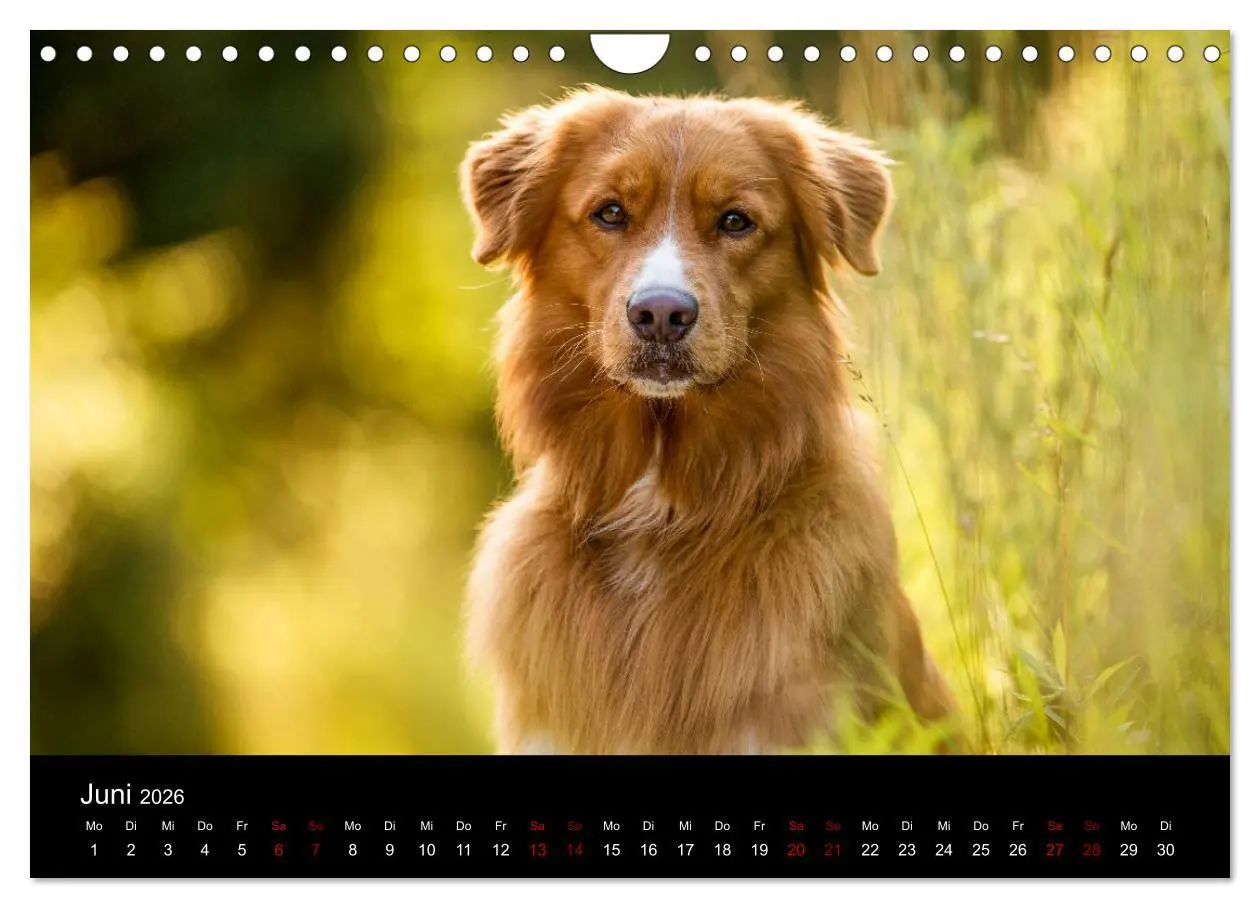 Bild: 9783457871775 | Toller - Nova Scotia Duck Tolling Retriever (Wandkalender 2026 DIN...