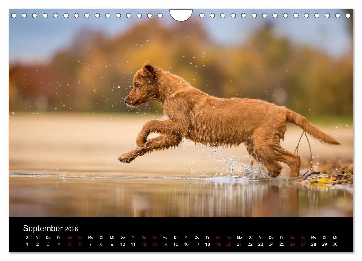 Bild: 9783457871775 | Toller - Nova Scotia Duck Tolling Retriever (Wandkalender 2026 DIN...