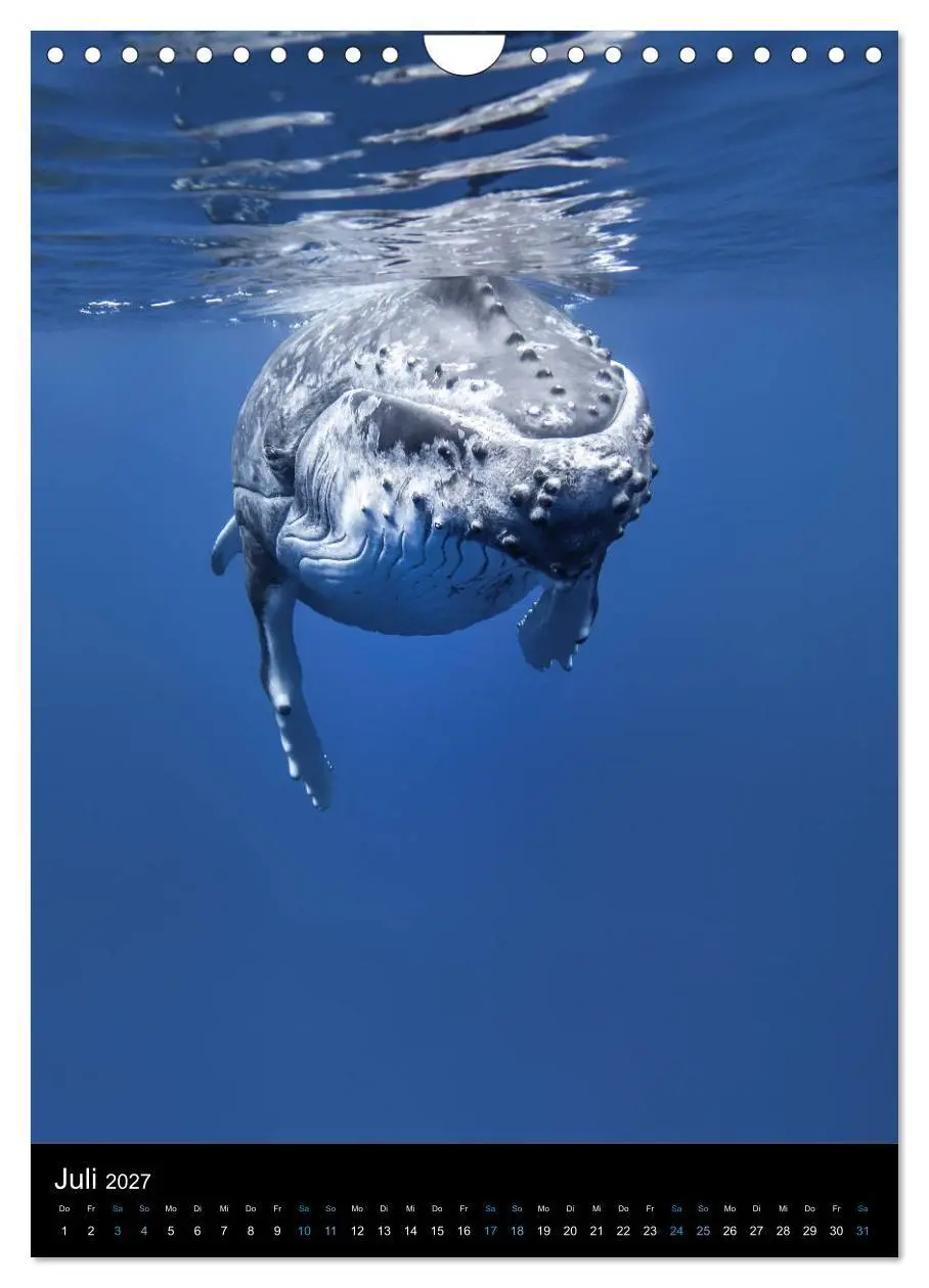 Bild: 9783569801875 | Im Reich der Wale (Wandkalender 2027 DIN A4 hoch), CALVENDO...