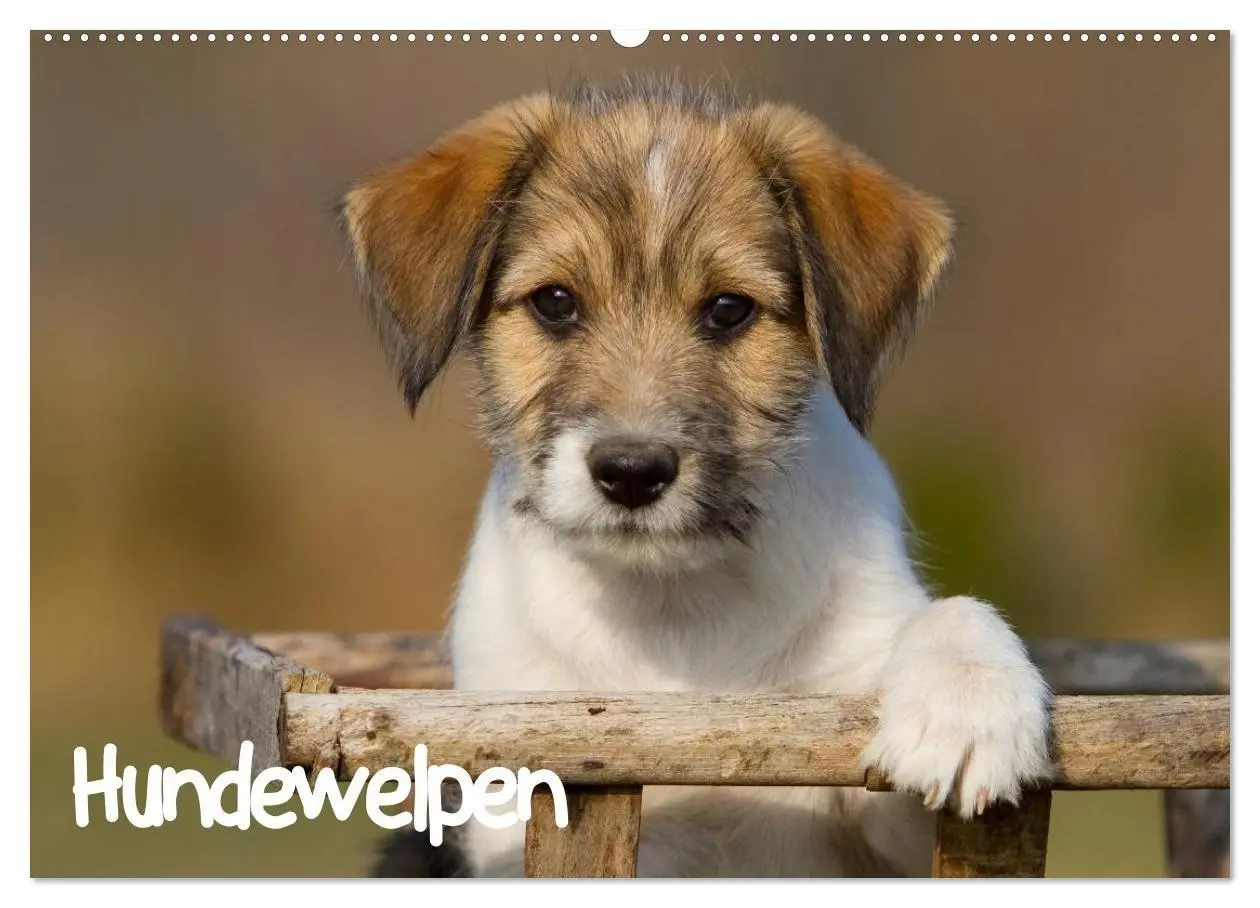 Cover: 9783594231975 | Hundewelpen (Wandkalender 2027 DIN A2 quer), CALVENDO Monatskalender