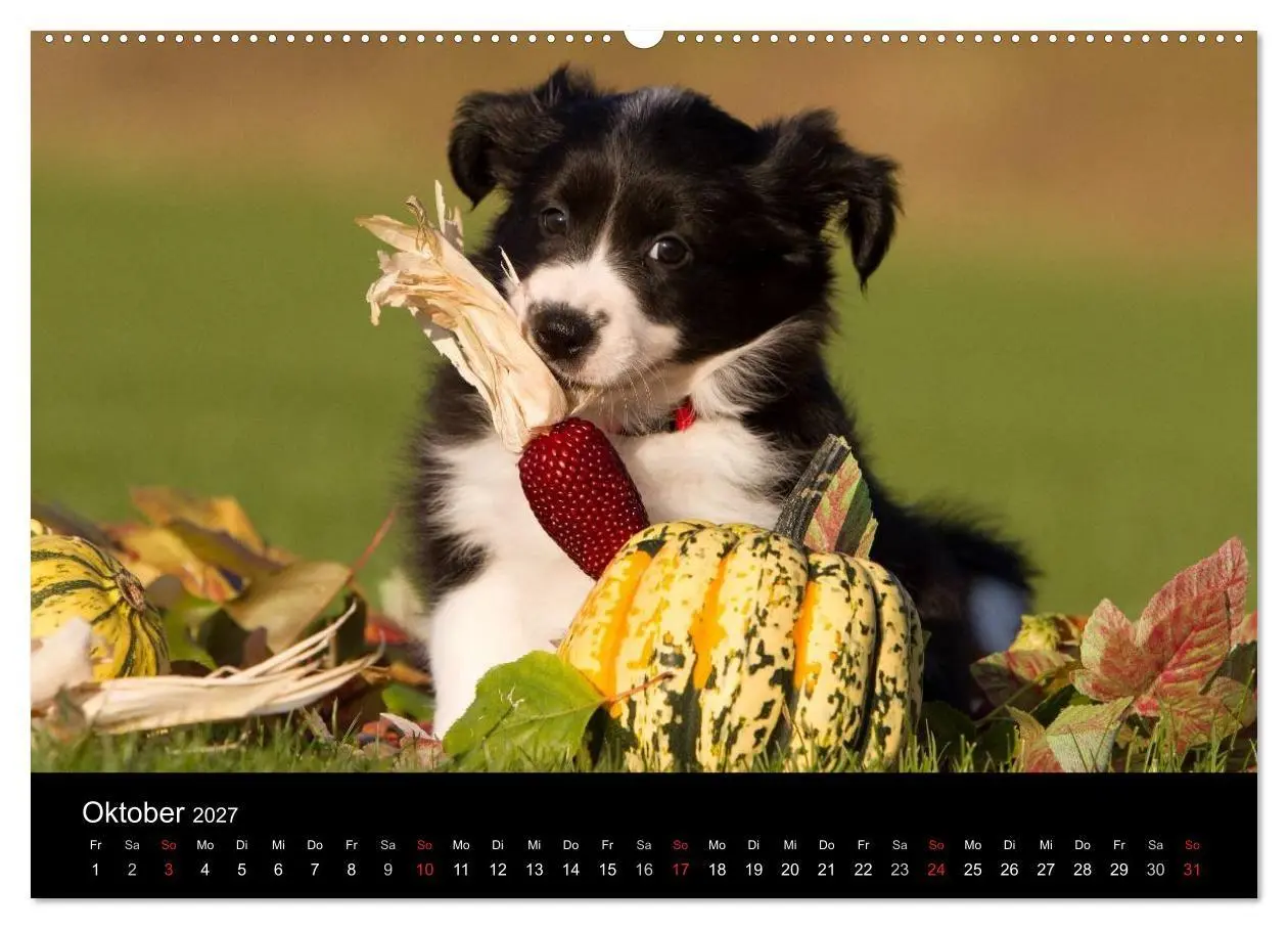 Bild: 9783594231975 | Hundewelpen (Wandkalender 2027 DIN A2 quer), CALVENDO Monatskalender