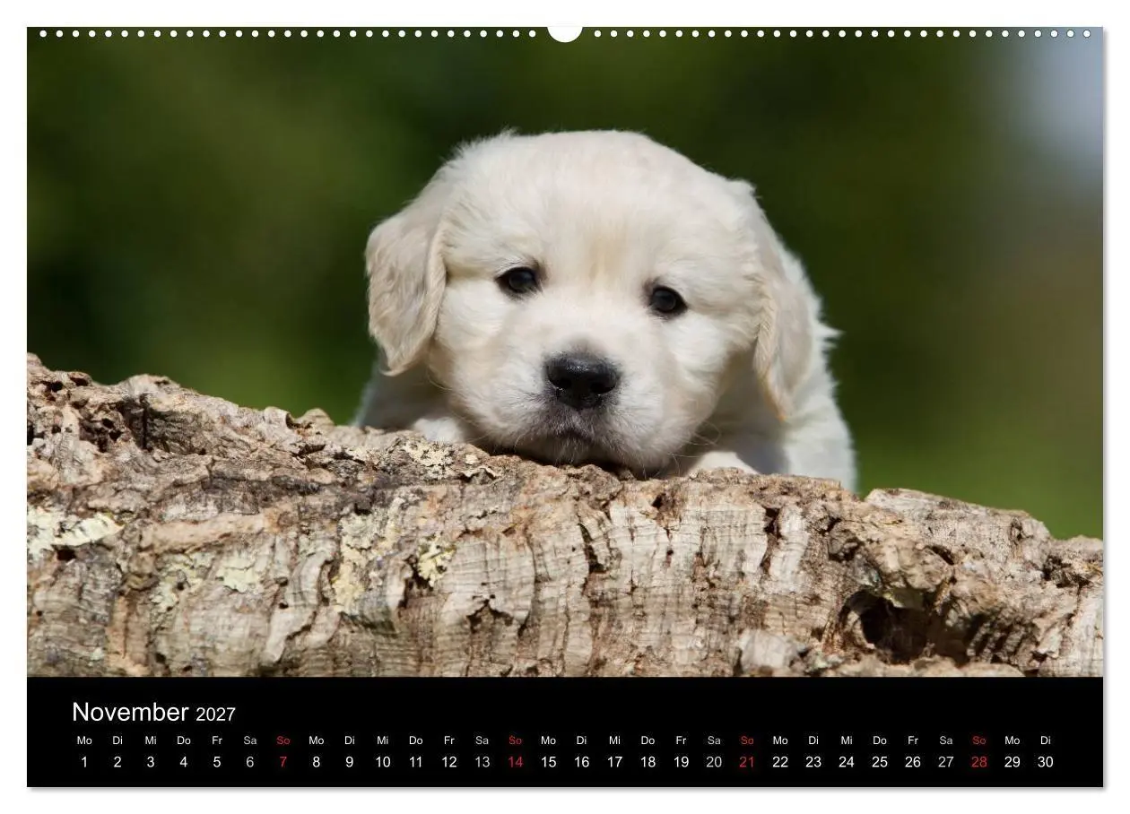 Bild: 9783594231975 | Hundewelpen (Wandkalender 2027 DIN A2 quer), CALVENDO Monatskalender