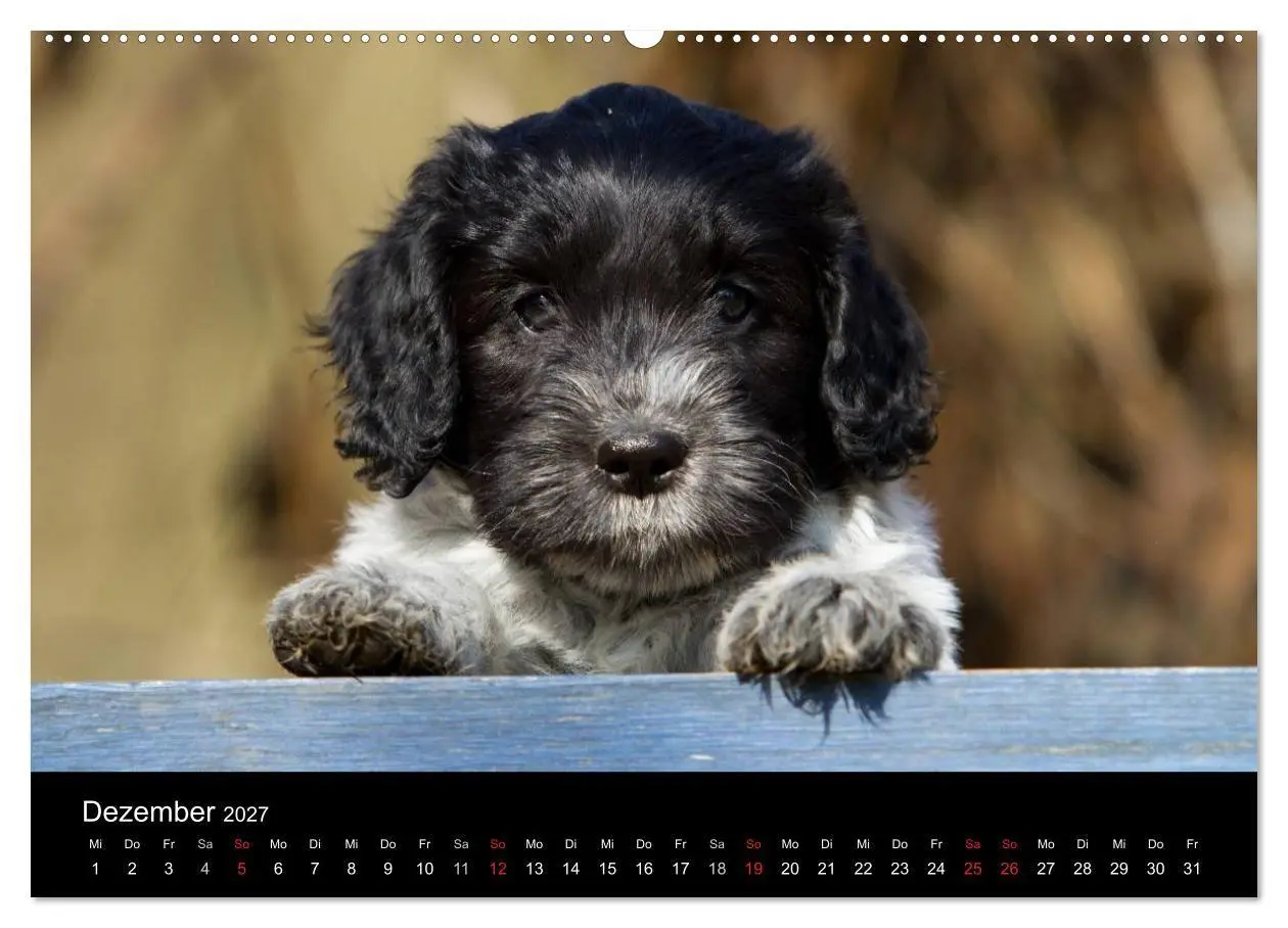Bild: 9783594231975 | Hundewelpen (Wandkalender 2027 DIN A2 quer), CALVENDO Monatskalender